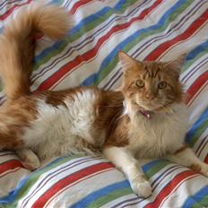 Maine Coon Rasmus Klump