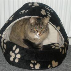 Norsk Skovkat Duchess