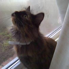 Norsk Skovkat Pearl *SAVNES*