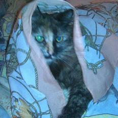 Norsk Skovkat Pearl *SAVNES*