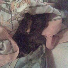 Norsk Skovkat Pearl *SAVNES*