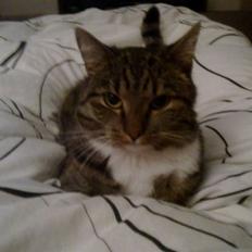 Blanding af racer Silver