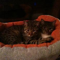 Blanding af racer Silver