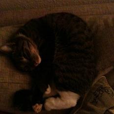 Blanding af racer Silver