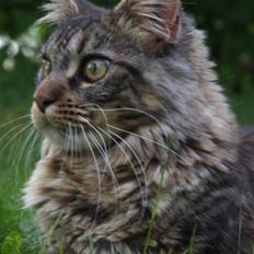 Maine Coon Luna