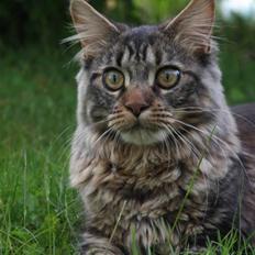 Maine Coon Luna