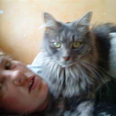 Maine Coon aya/solgt