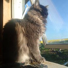 Maine Coon aya/solgt