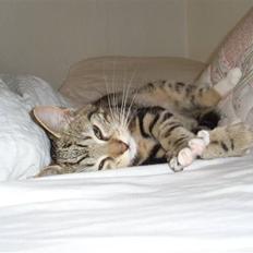 Blanding af racer Alli