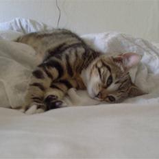 Blanding af racer Alli