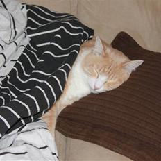 Blanding af racer Whisky