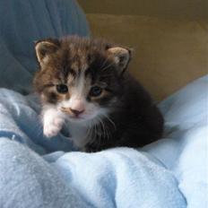 Huskat Ponyo's Suki (Solgt)