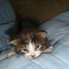 Huskat Ponyo's Suki (Solgt)