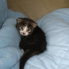 Huskat Ponyo's Suki (Solgt)