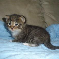 Huskat Ponyo's Miku (Solgt)