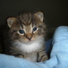 Huskat Ponyo's Miku (Solgt)