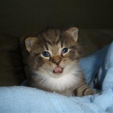 Huskat Ponyo's Miku (Solgt)