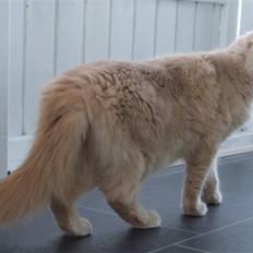 Maine Coon Mimse