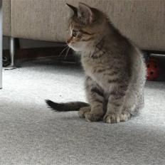Huskat KittyCat