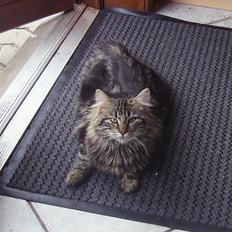 Blanding af racer Aslan