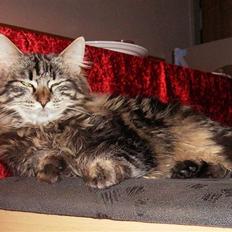 Blanding af racer Aslan