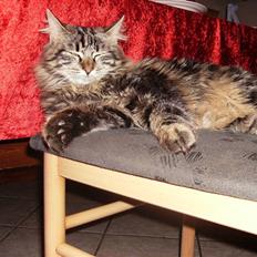 Blanding af racer Aslan