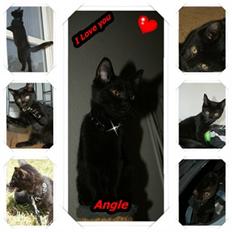 Blanding af racer Angle 