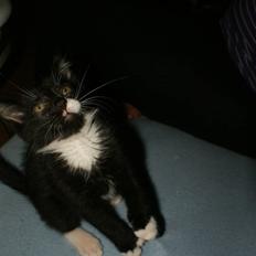 Blanding af racer James