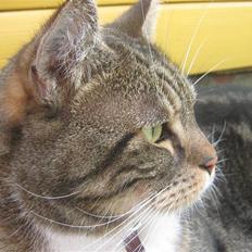 Huskat Frederik (himmelkat)