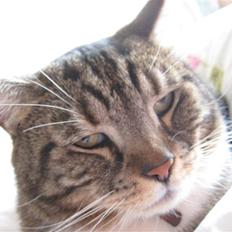 Huskat Frederik (himmelkat)