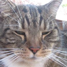 Huskat Frederik (himmelkat)