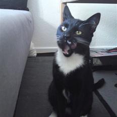 Huskat Joey *R.I.P. skattedreng*