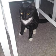 Huskat Joey *R.I.P. skattedreng*