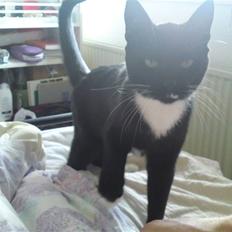 Huskat Joey *R.I.P. skattedreng*