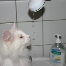 Norsk Skovkat Emma RIP