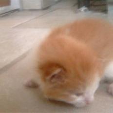 Huskat Fighter R.I.P