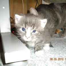 Huskat Bølle(solgt)