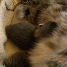 Huskat Bølle(solgt)