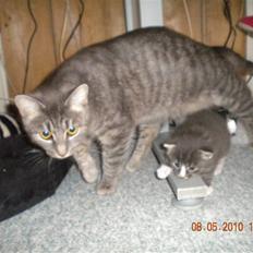 Huskat Bølle(solgt)