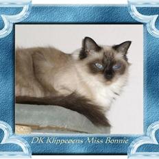 Ragdoll Klippeøens Miss Bonnie
