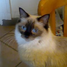 Ragdoll Klippeøens Miss Bonnie