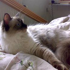 Ragdoll Klippeøens Miss Bonnie
