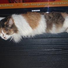 Maine Coon Smukke Mis