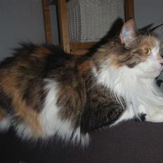 Maine Coon Smukke Mis