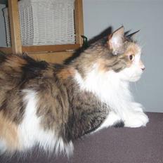 Maine Coon Smukke Mis