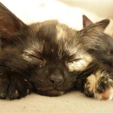 Blanding af racer Bølle