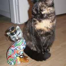 Blanding af racer Bølle