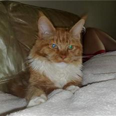 Maine Coon Hugo Boss