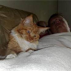 Maine Coon Hugo Boss