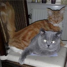 Maine Coon Hugo Boss